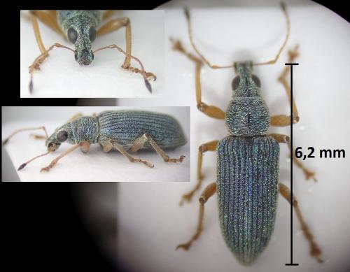 Réf. 186 166 : Polydrusus formosus